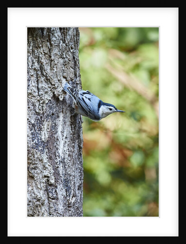 White-breasted Nuthatch by Anonymous
