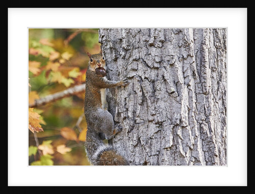 eastern gray squirrel by Anonymous
