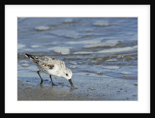 Sanderling by Anonymous