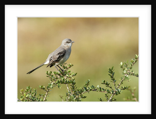 Mockingbird by Anonymous