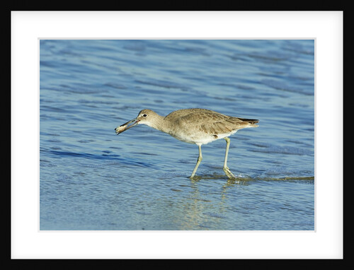 Willet; by Anonymous