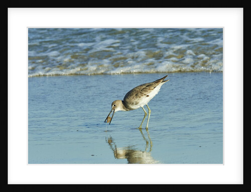 Willet; by Anonymous