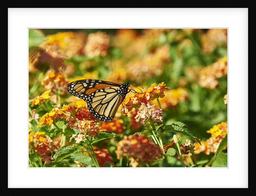 Monarch Butterfly by Anonymous