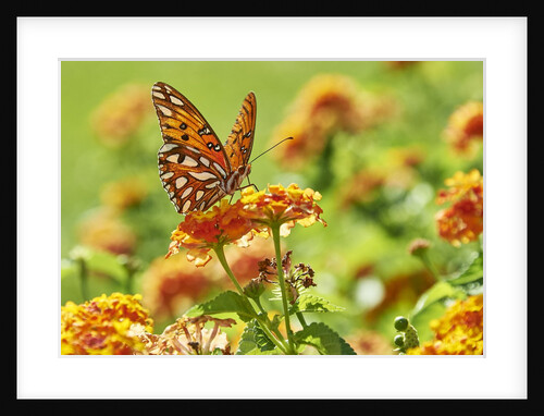 Lacewing Butterfly by Anonymous