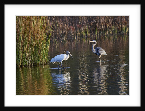 Wood Stork by Anonymous