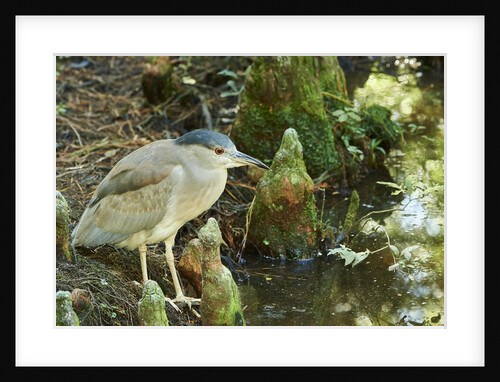 Night Heron; by Anonymous