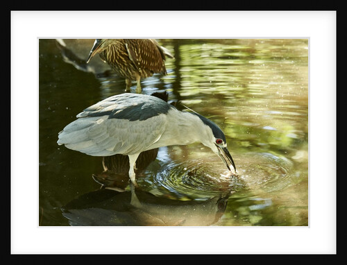 Night Heron; by Anonymous