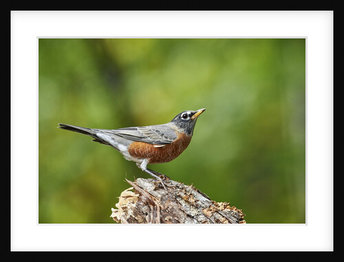 American Robin by Anonymous