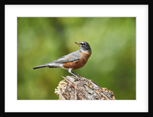 American Robin by Anonymous