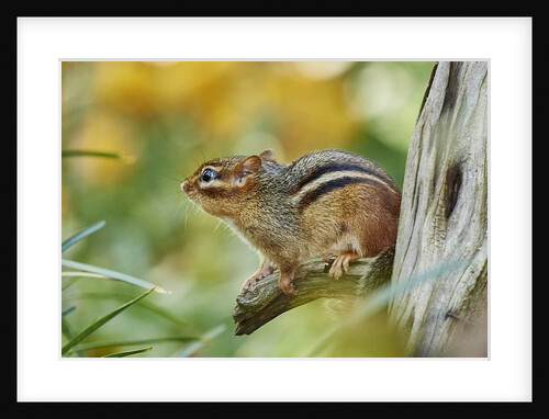 Eastern Chipmunk by Anonymous