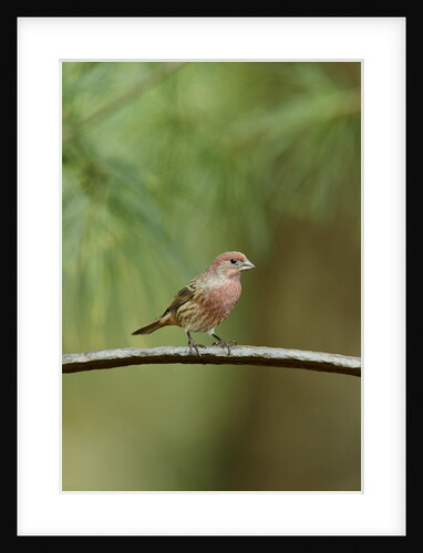 House Finch by Anonymous