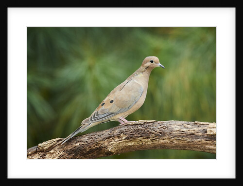 Mouring Dove by Anonymous