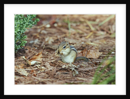 Eastern Chipmunk by Anonymous