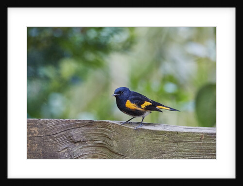 American Redstart by Anonymous