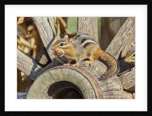 Eastern Chipmunk by Anonymous