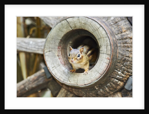 Eastern Chipmunk by Anonymous