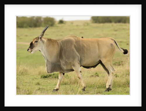 Common Eland Portrait by Anonymous