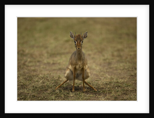 Kirk's Dik-dik by Anonymous