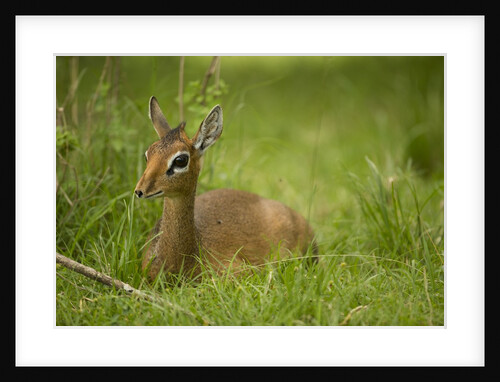 Kirk's Dik-dik Resting in Grass by Anonymous