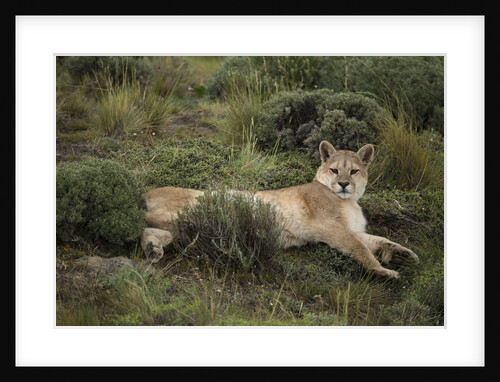 Wild Puma in Chile by Anonymous