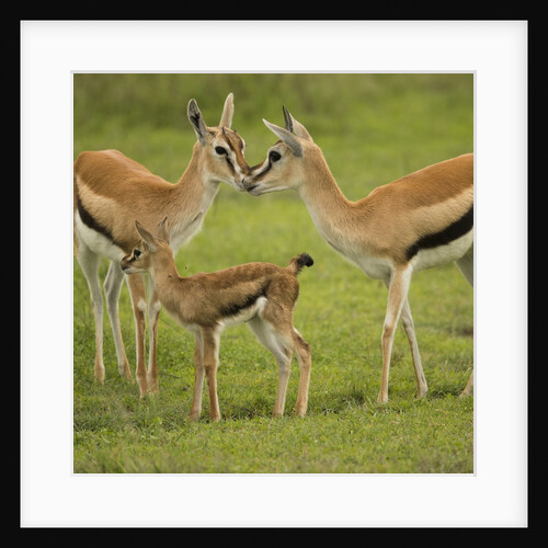 Thompson's Gazelle with Young by Anonymous