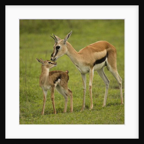 Thompson's Gazelle with Young by Anonymous