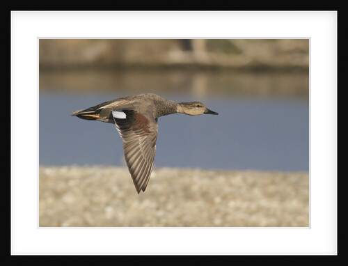 Male Gadwall Duck in flight by Anonymous