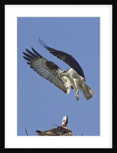 Osprey landing at its nest by Anonymous