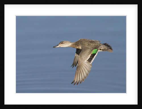 Greeb-Winged Teal hen in flight by Anonymous