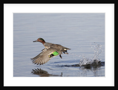 Green-Winged Teal drakes takes off by Anonymous
