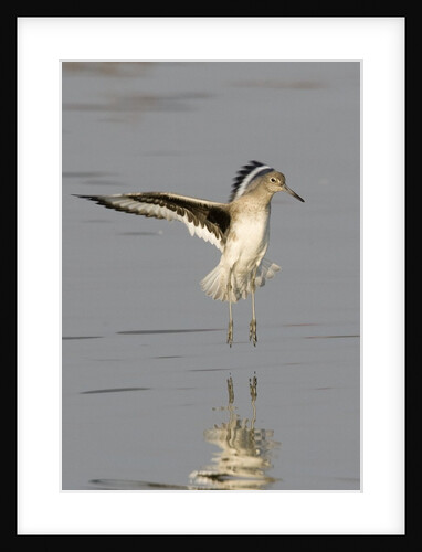 Willet landing by Anonymous
