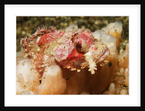 Tassled Scorpionfish by Anonymous