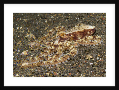 Mosaic Octopus by Anonymous
