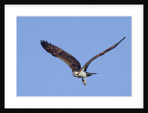 Osprey takes off by Anonymous