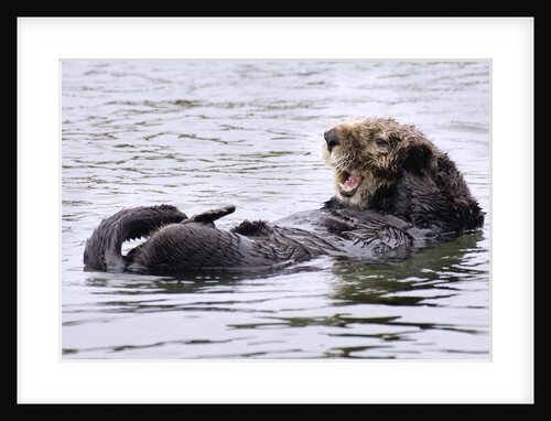 Southern Sea Otter floats with paws out of the water by Anonymous