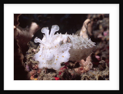 Broadclub Cuttlefish with tenacles raised by Anonymous