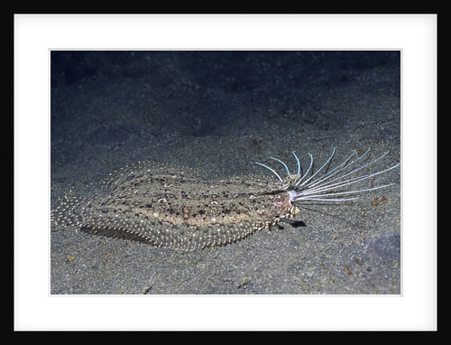 Cockatoo Flounder with spread dorsal ray fins by Anonymous