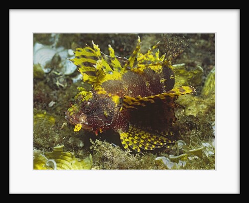 Shortfin Lionfin yellow varation by Anonymous