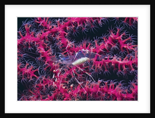 Clear Cleaner Shrimp full of eggs by Anonymous