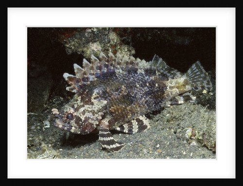 False Scorpionfish by Anonymous