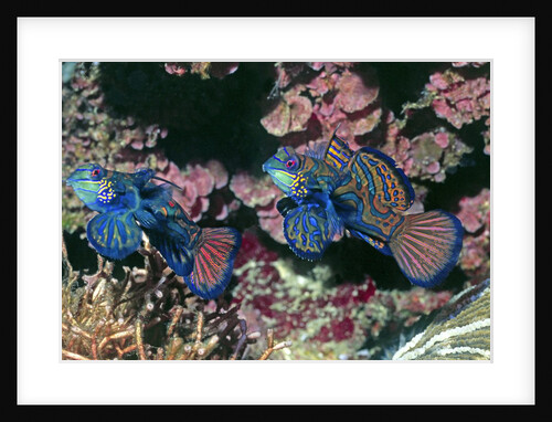 Mandarinfish male and female by Anonymous