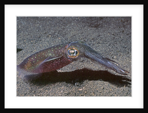 Bigfin Reef Squid by Anonymous