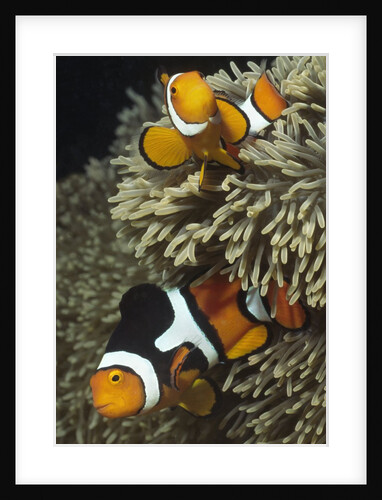 Pair of Clown Anemonefish in Sea Anemone by Anonymous