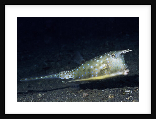 Longhorn Cowfish by Anonymous