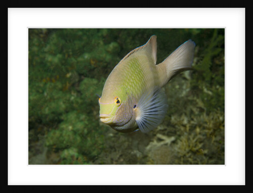 Black-Axil Chromis by Anonymous