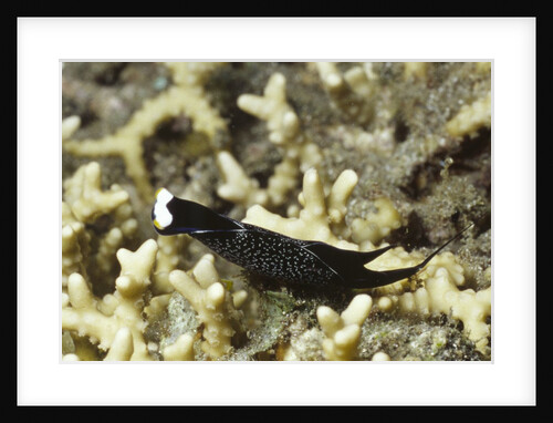 Headband Headshield Slug by Anonymous