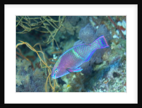 Yellowbar Parrotfish by Anonymous