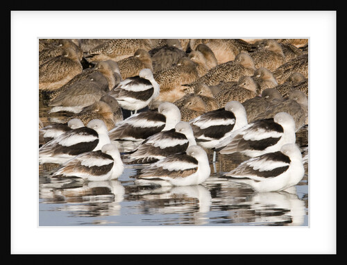 American Avocts,Marbled Godwits and Willets sleeping by Anonymous
