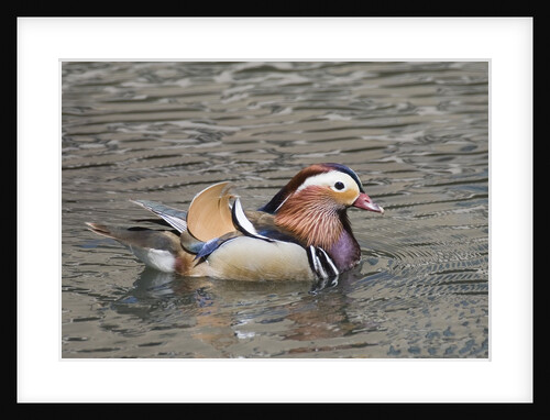 Mandarin Duck drake by Anonymous