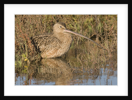 Long-Billed Curlew by Anonymous